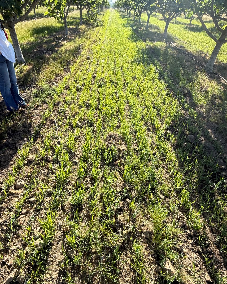 AgrofigPrima's tweet image. 🌱 The spring cover crop was sown in March in the Spanish plot in Guareña (Badajoz), using pea and barley.

Today, the first shoots are already emerging.

#AGROFIG #CoverCrops #Agroforestry #SustainableAgriculture #SoilHealth #Guareña #Badajoz #Pea #Barley