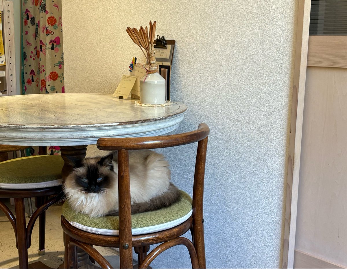 ദ്ദി^ᴗ ̫ ᴗ^₎ tweet media