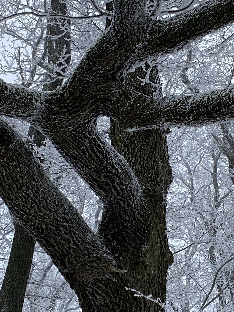 segremors's tweet image. happy #ThickTrunkTuesday #Throwback