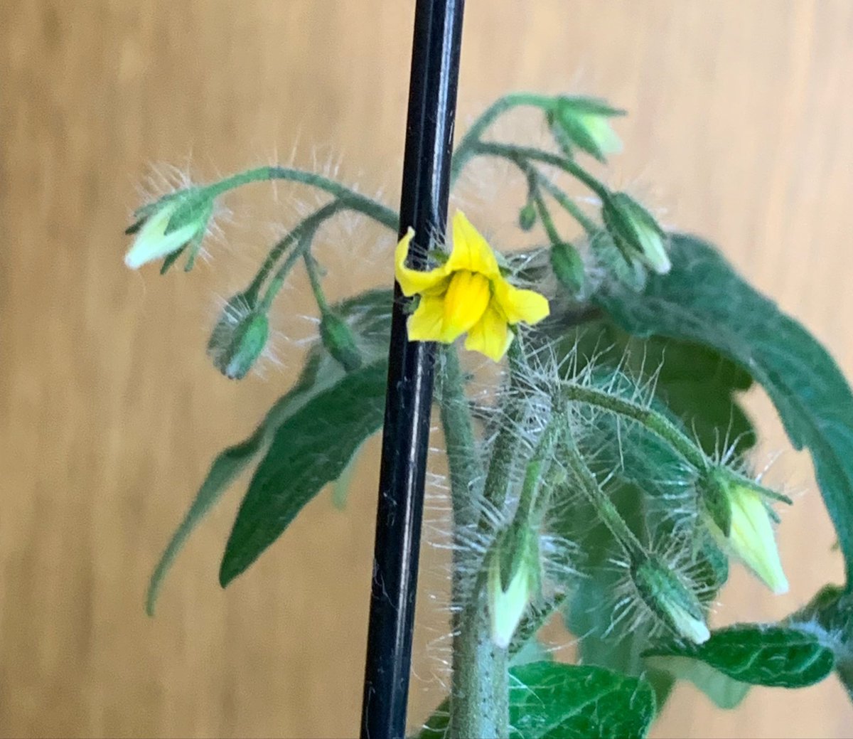 MeloPlant_'s tweet photo. #ミニトマト水栽培日記

お花ができてきました🌼

#ミニトマト #ミニトマト栽培
#ミニトマト水栽培
#家庭菜園 #ガーデニング https://t.co/yGTx39wHv4