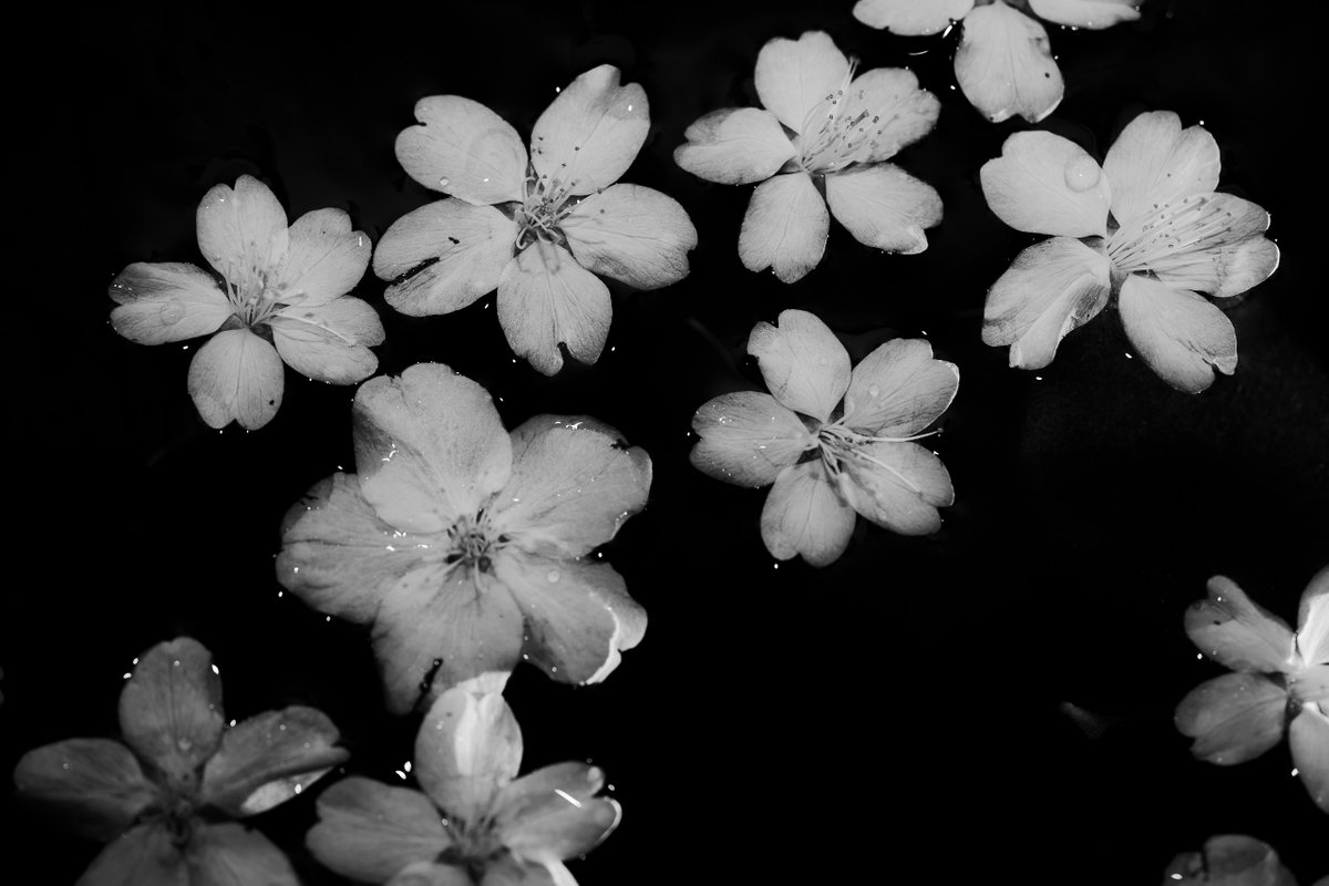 masayoshi masago | 真砂雅喜 tweet media