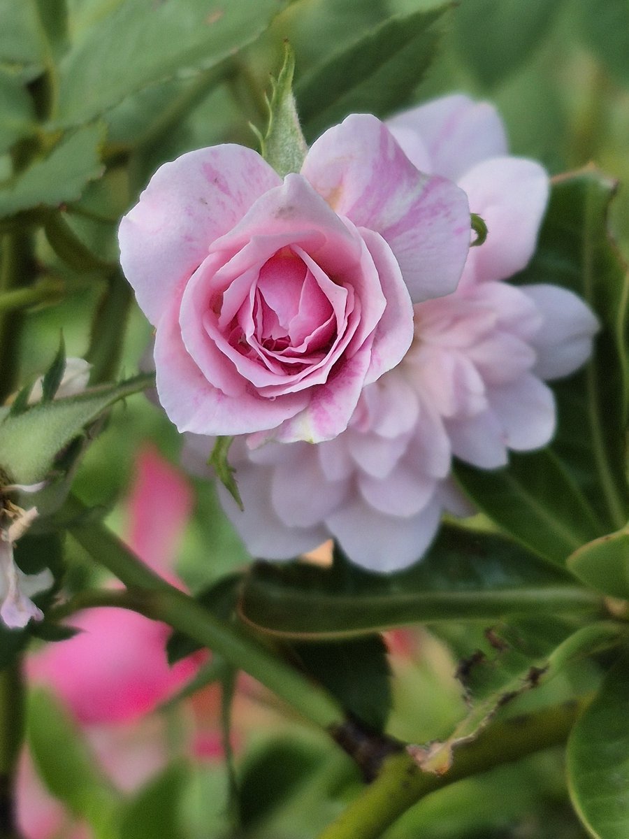 BlockZilla บล็อกงานหลัก ทวิตงานรอง (@wwibul) on Twitter photo 