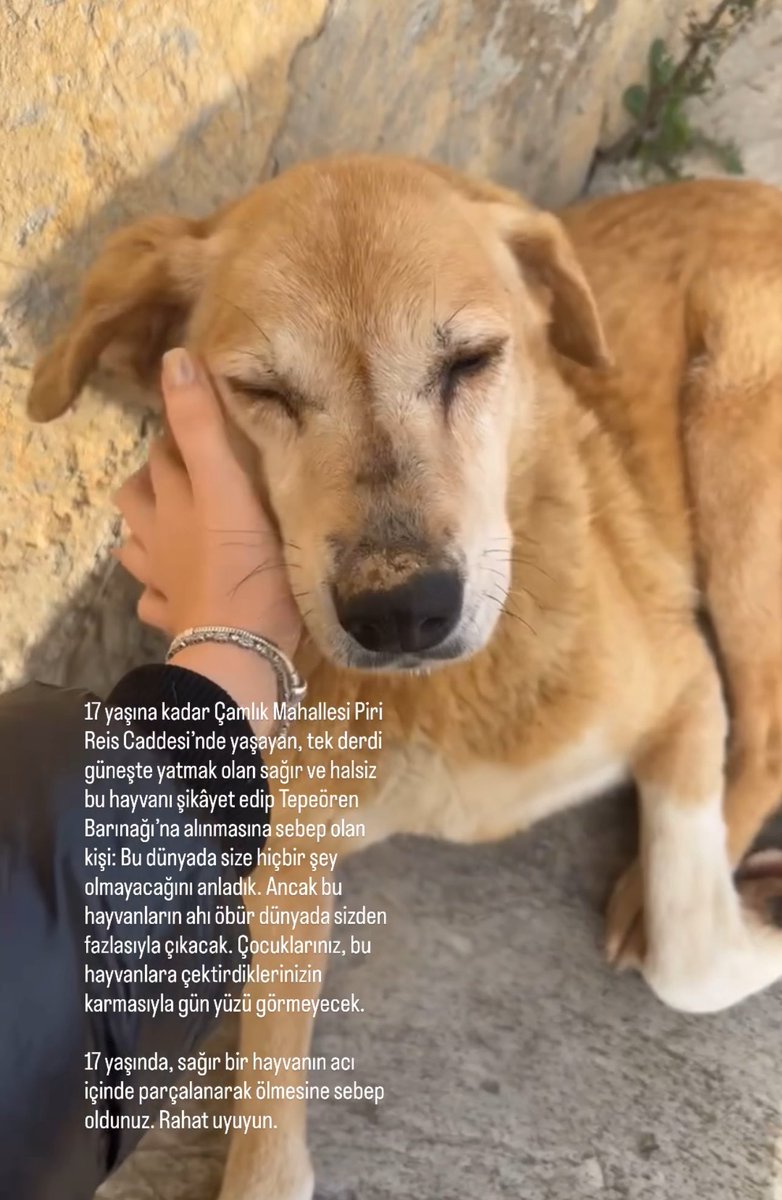 dogaerdal176's tweet photo. @AliYerlikaya @ahmetcinpendik @Pendik_Belediye Katliam çağrıları bugün de 17 yaşındaki sağır yerinden kalkmaya mecali olmayan Nezaket’in Pendik’teki tüm köpekleri istiflediğiniz Tepeören barınağında parçalanarak ölmesine sebep oldu. Tepeören barınağı yine bildiğiniz gibi… https://t.co/VsAGkY5M7c