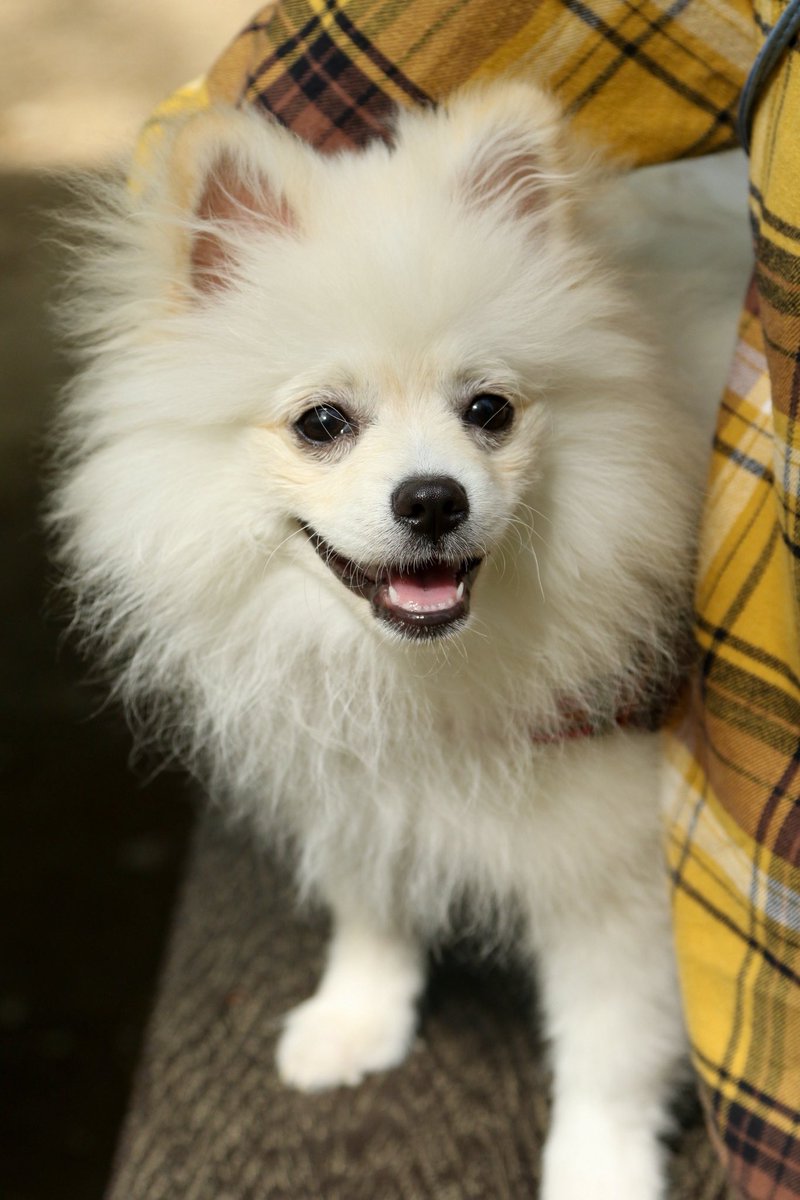 milchan11's tweet photo. 新しい家族です　＃ポメラニアン　＃スピポメ　＃犬好きさんと繋がりたい　＃犬のいる幸せ https://t.co/4vcc2rxU2R