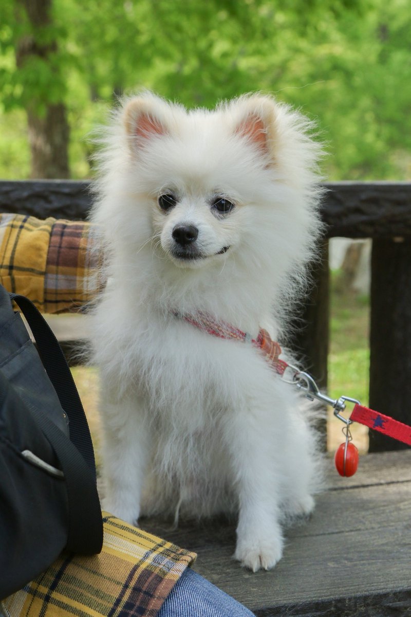 milchan11's tweet photo. 新しい家族です　＃ポメラニアン　＃スピポメ　＃犬好きさんと繋がりたい　＃犬のいる幸せ https://t.co/4vcc2rxU2R