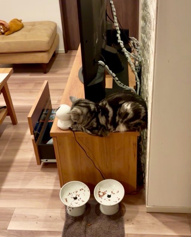 あんこともなか🐾充電ねこ tweet media