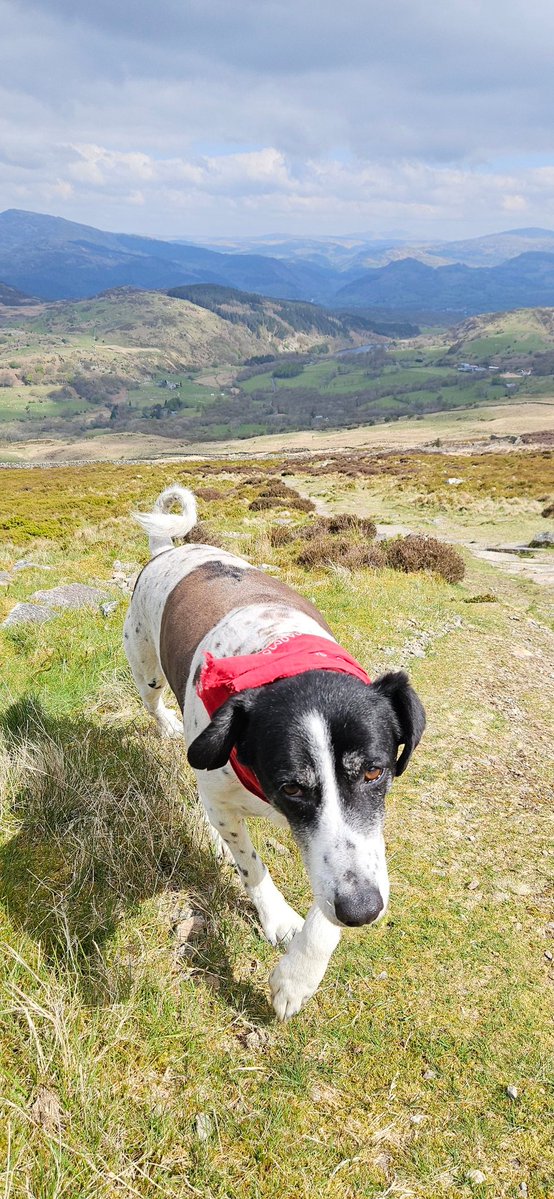 ktulu_r's tweet image. Ciezkie zycie adopciaka #hiking #Wales #Maya