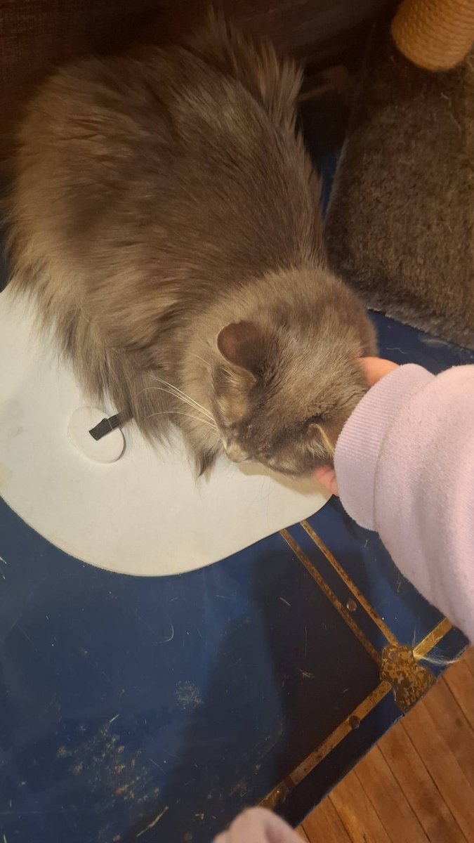 IamNotCapi's tweet photo. Last week I went to a cat café for the first time with my girlfriend.
They were so cute and soft, I was genuinely so happy 😭🐱

#CatCafe #Cats #Cute #Happy #CafeChatlheureux https://t.co/BVy7Aoau4u