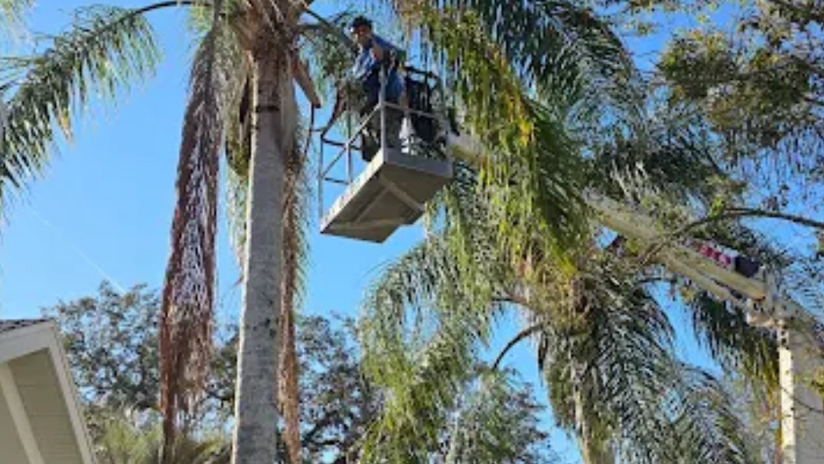 StumpsTree's tweet image. Guess the Tree: Can You Identify This Species?

Guess the tree! Can you identify this species? Drop your answer in the comments. Barto Stumps and Tree Service loves tree talk!

#TreeTrivia #TreeCare