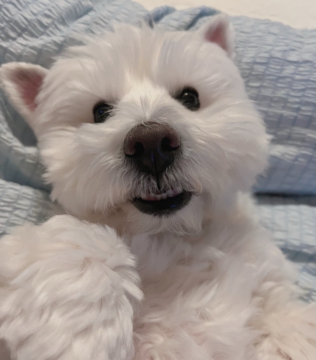 ノーランとブレアの日常 tweet media