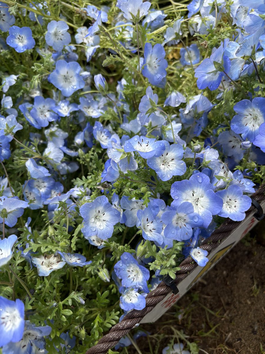 かなえ tweet media