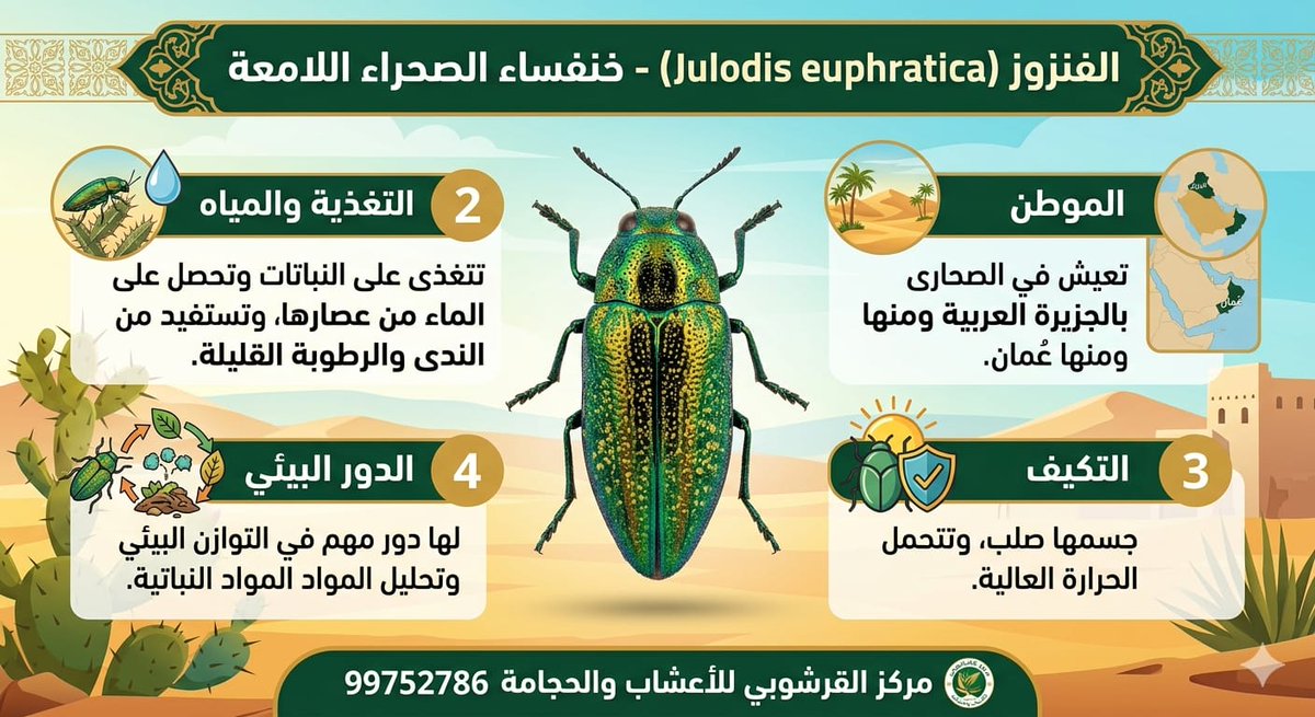 الهادئه tweet media