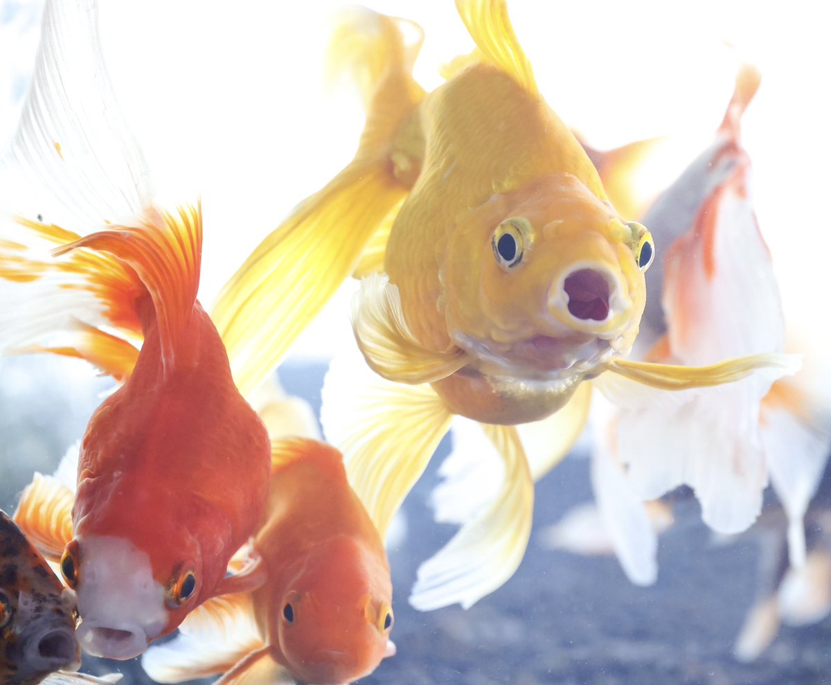 僕たちは！エサが！欲しいだけです！！
#金魚