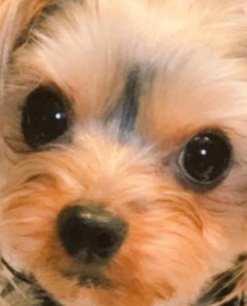 らむねっこ tweet media