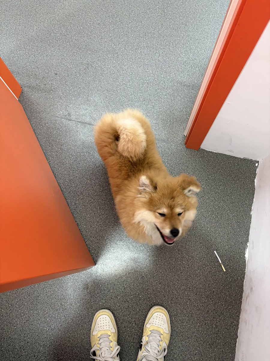 无趣的薯条 tweet media