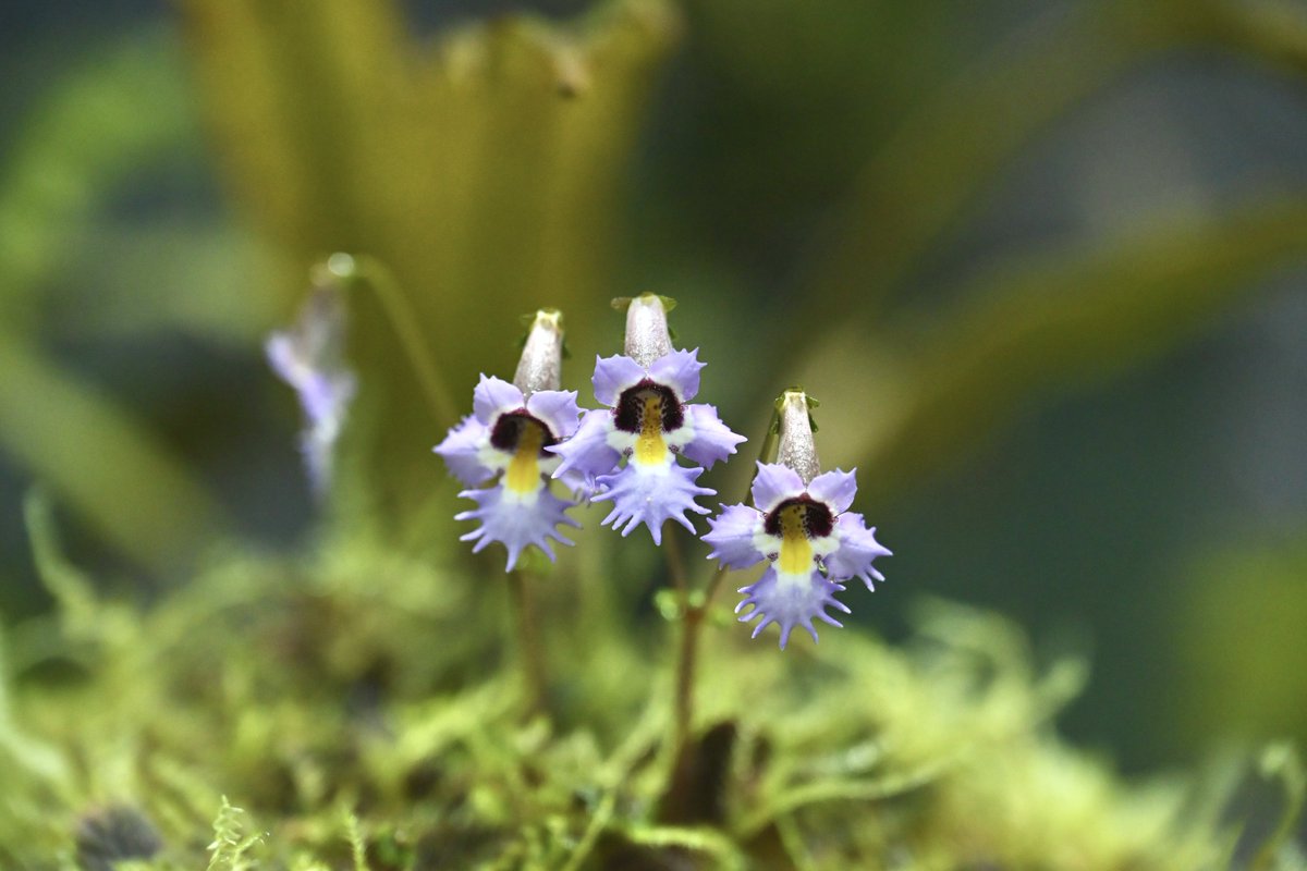 LA_熱帯草屋 tweet media