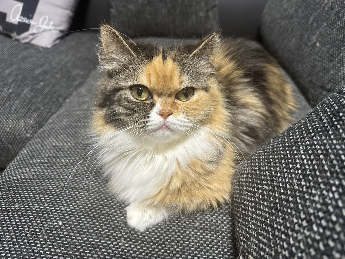 小さいけど気高い #ねこのいる幸せ #猫の日常 #猫が好き