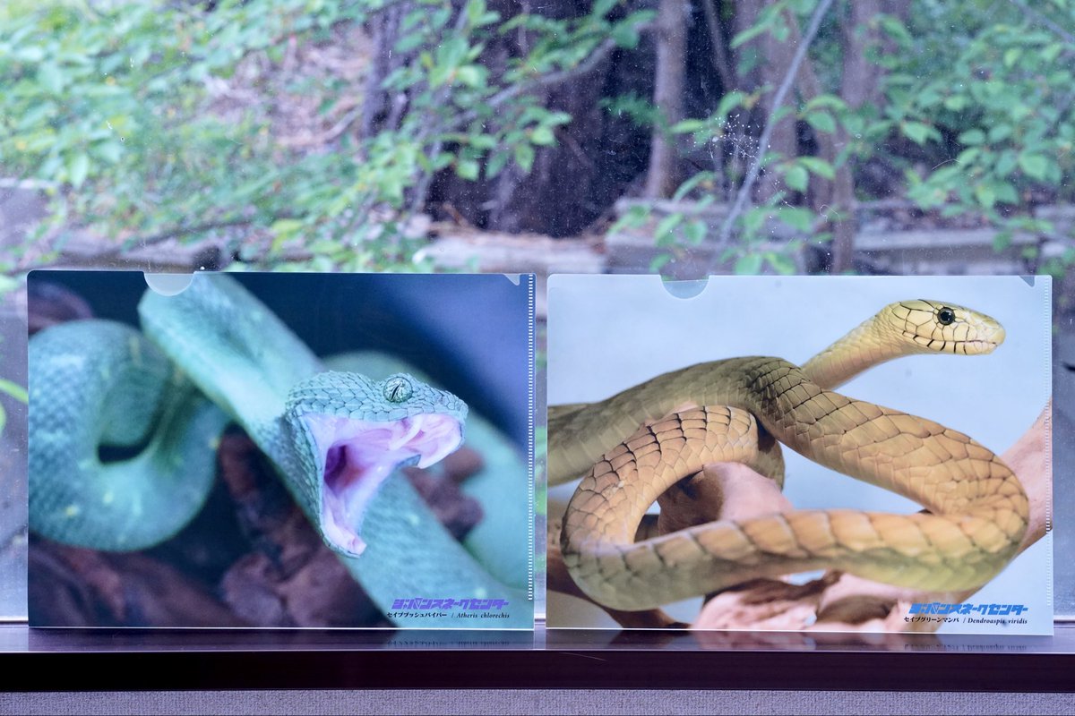 Hebiken_JSC's tweet photo. \\ 2026ゴールデンウィークのJSC！🐍 //

新たな “ グリーン ”を 見逃すなー。

5/2(土)より、新しい毒ヘビ2種類の公開に加え、GWならではの超モリモリスケジュールでイベントを組み、皆様のご来園をお待ちしております！

目玉展示として、JSC園内 毒蛇温室にて

⭐︎セイブブッシュバイパー (期間限定公開)
⭐︎セイブグリーンマンバ (イエロータイプ)

の2種類を新たに公開。

また体感展示として、『 セイブグリーンマンバ 』 & 『 セイブブッシュバイパー 』 の2種は生体展示に加え、新たに製作した剥製もあわせて毒ヘビ温室にて間近にご覧いただけます。

採毒室ではミニ企画展
『 −こう見えて毒ヘビです。− 』にて、
セイブシシバナヘビの品種展示や種としての紹介、エラブウミヘビの遊泳水槽を公開いたします。

GW期間中のSPイベントスケジュール(暫定)は添付の画像よりご確認ください！

5/3〜5/5の3日間は、スネークセンターでも屈指の人気を誇るSPイベント、アオダイショウたちによる「SNAKEクライミングレース」を開催！

その他、シンリンコブラの全身を間近で見ることができる身体測定に、5m越え特大蛇のスケールとその無限の食欲を感じられる身体測定&わんこラットチャレンジイベント、5/5にはこども向けに景品を沢山準備したクイズラリーも開催いたします！

そして、ヘビファン&JSCファンの皆様に大変ご好評の『JSC園内たから探し』は　5/3〜5/5の3日間開催し、全ての日程でセイブグリーンマンバの抜け殻が手に入るチャンスあり！

GW期間中は、全日キッチンカーの出店もございますので、こちらもぜひご利用下さい！

たくさんの皆様のご来園を、お待ち申し上げております🐍