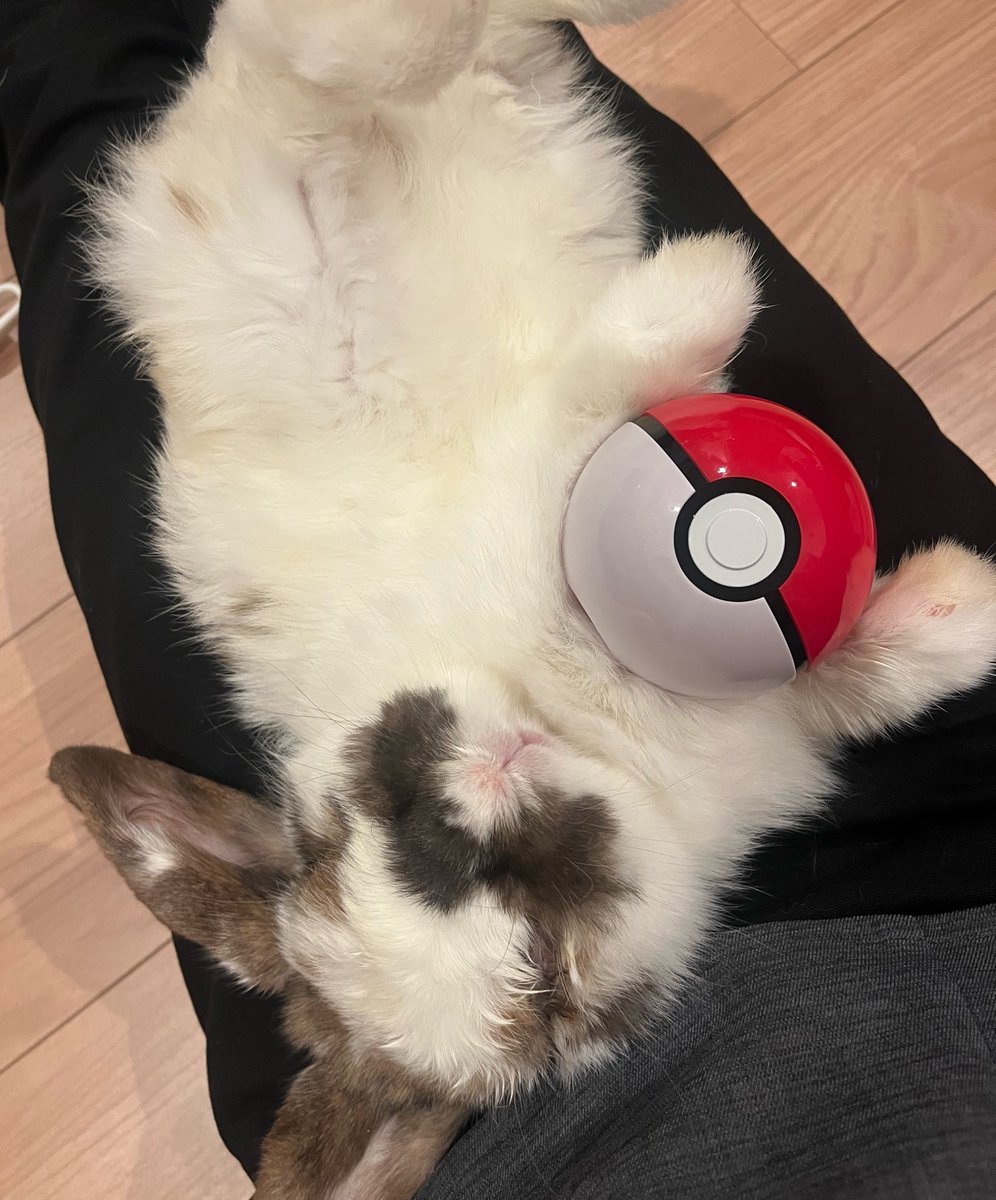 おもち tweet media