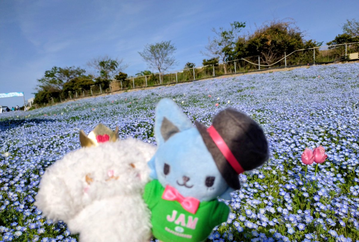 れんくみ（RenKumi） tweet media