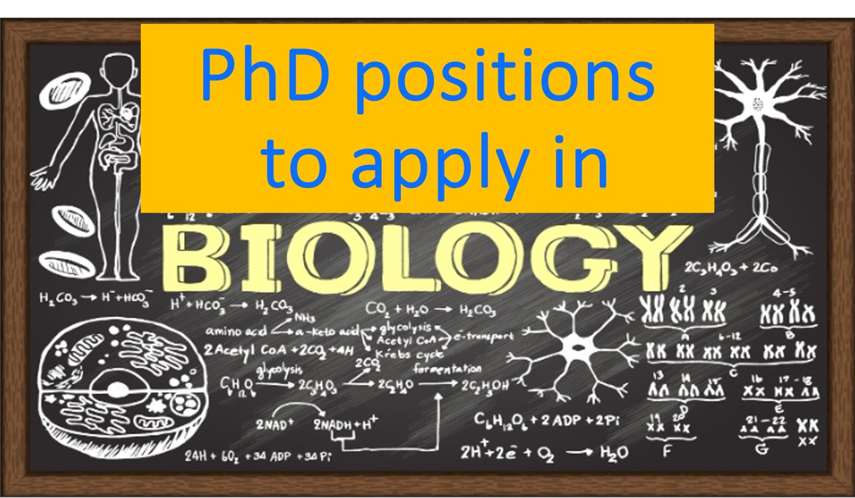 owlindex's tweet image. Exciting PhD positions in Biology await you. Apply now! 

owlindex.com/oi/o2ReENeo

#Owlindex #PhD #Biology #ResearchOpportunity #Academia #phdposition #phdstudent #research