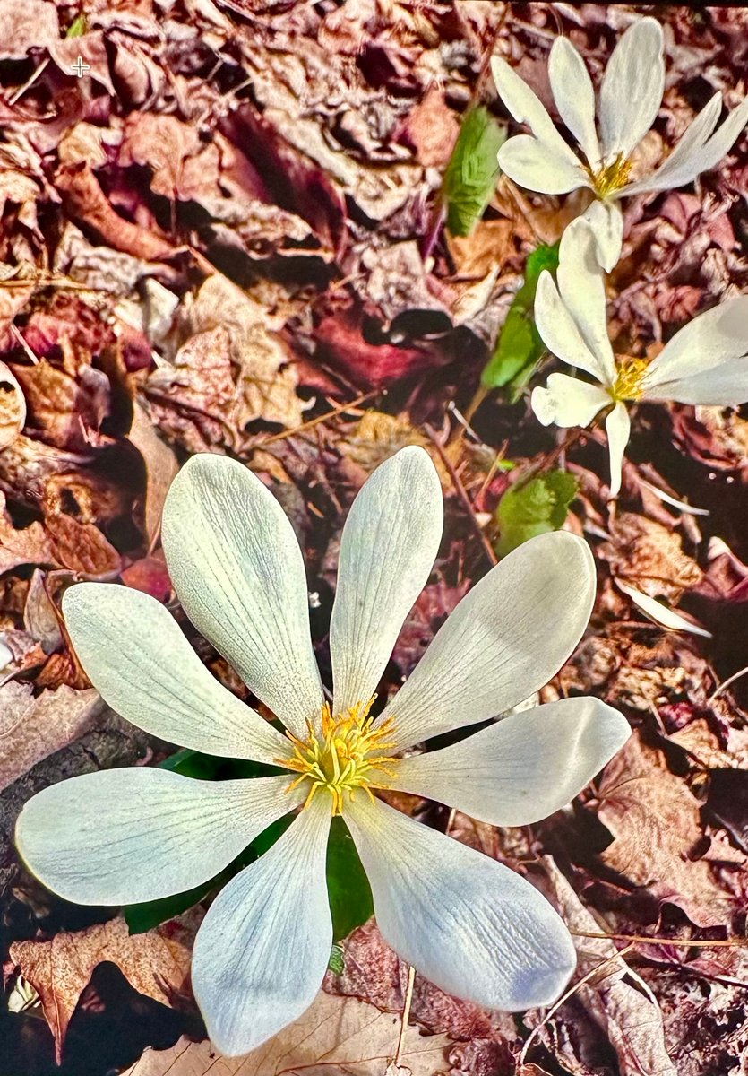 Jeff Oechslein tweet media