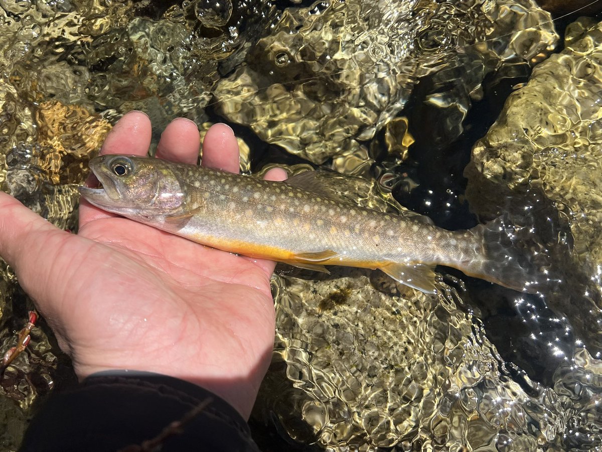 snip_tk's tweet photo. 本日、今年初の源流へ！🎣
午前中は雨の予報でそこそこ強く降っていたのでゆっくり出発
11時から15時まで釣りしてイワナ3匹と出会う事が出来た✨
今日は一日中強風で気温水温共に低くてドライフライに出るか不安だったけど意外と反応あって良かった♫☺️ https://t.co/iDC0TMJkxi