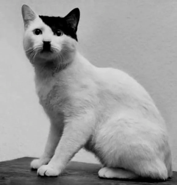 Независимый взгляд 💥 tweet media