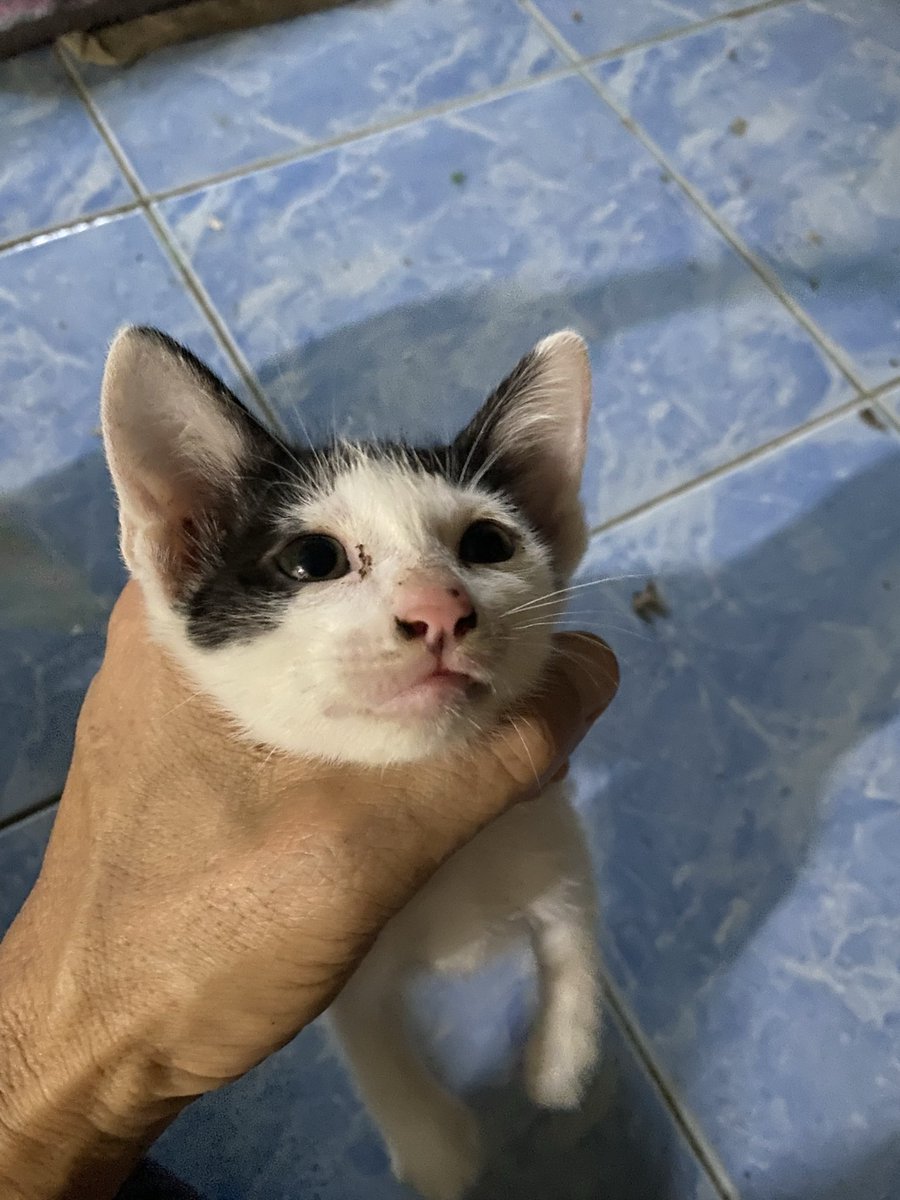 Methee Heephong tweet media