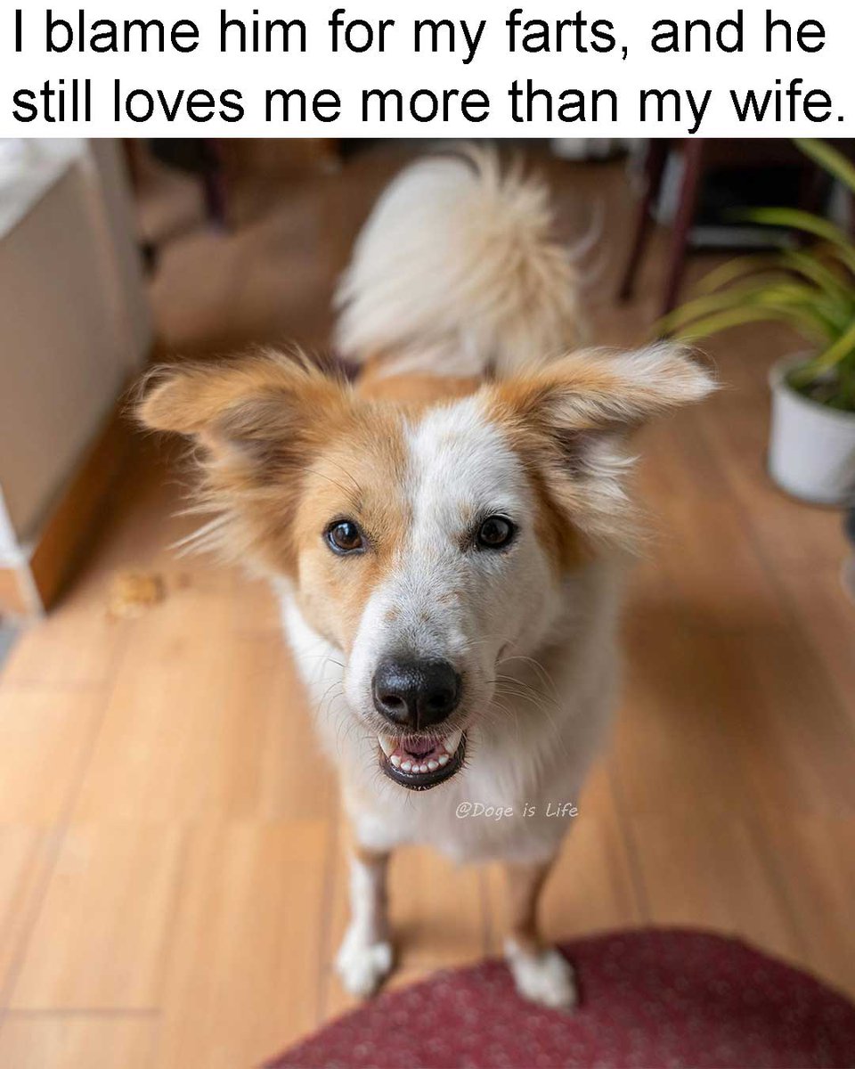 Doge_Is_Life_'s tweet image. That's true love right there. 😂
#dogmemes #dog #dogs #meme #memes #funnydogs #funnymemes #funny #DogeisLife