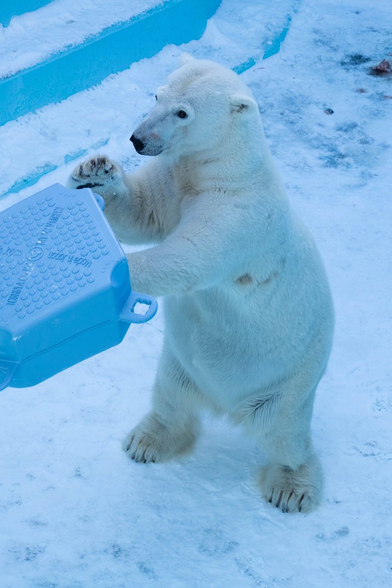 Mariners51ichiro tweet media