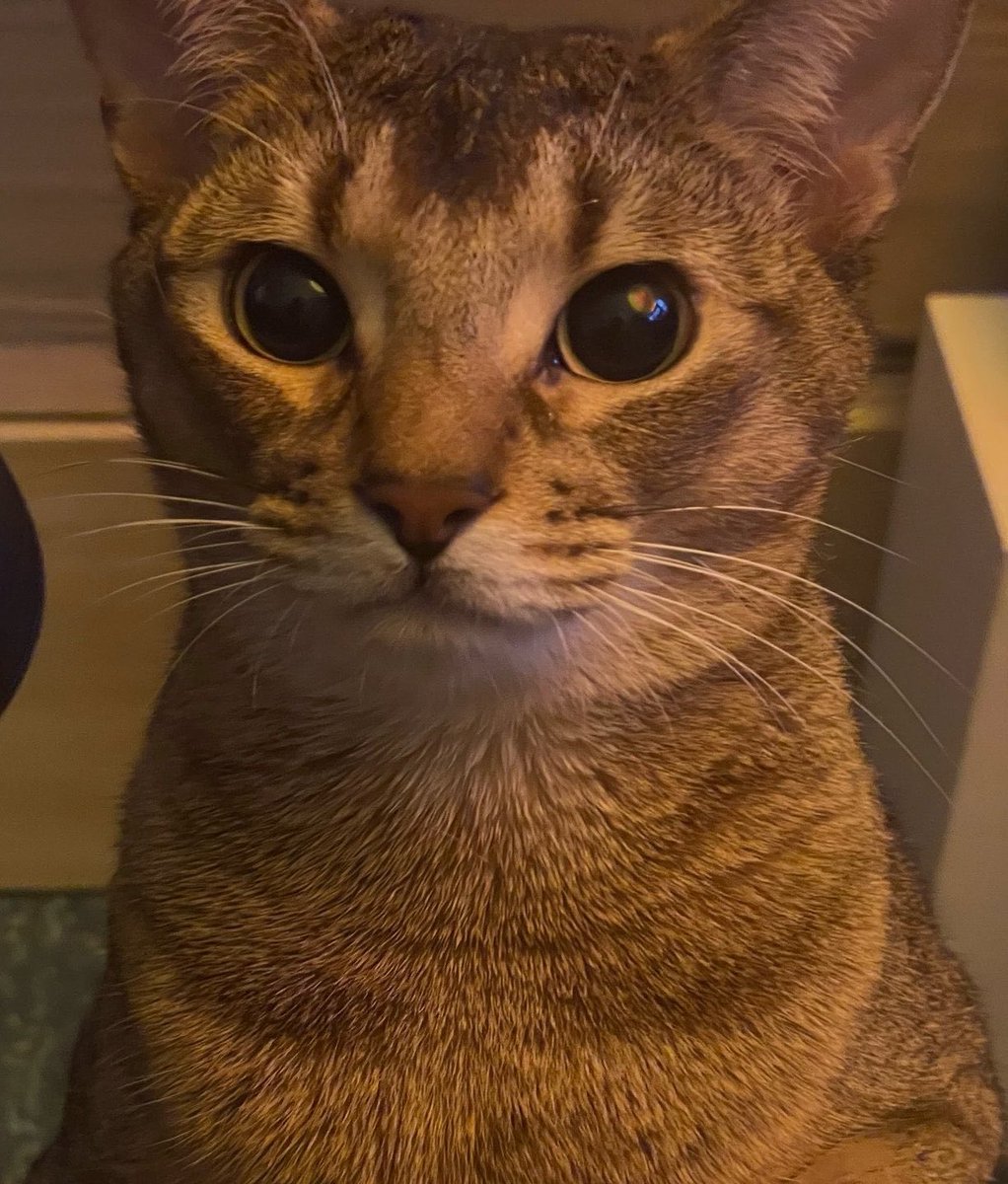 ⋆ rain ⋆ SO10³ tweet media