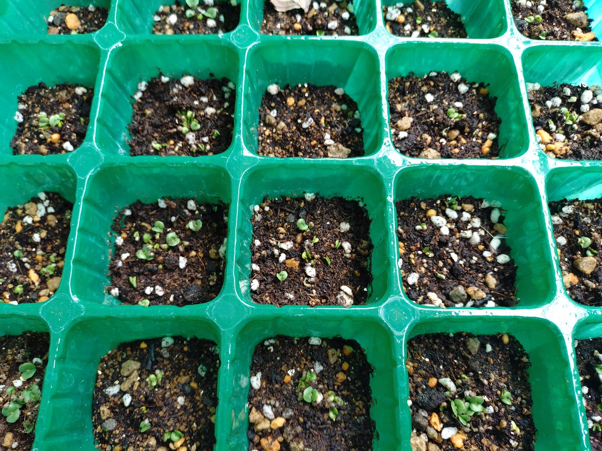 mike01261's tweet image. #Shiso seeds have sprouted 
#Black sesame and #chili peppers are growing well 

I planted 5-6 shiso seeds in one spot, but they all sprouted, so it looks like I'll have to thin them out later 
The black sesame (second picture) and chili peppers (third picture) have all sprouted