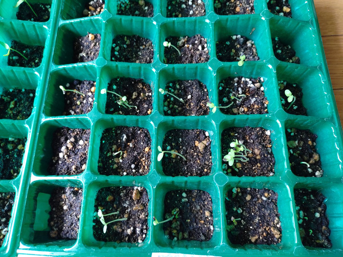 mike01261's tweet image. #Shiso seeds have sprouted 
#Black sesame and #chili peppers are growing well 

I planted 5-6 shiso seeds in one spot, but they all sprouted, so it looks like I'll have to thin them out later 
The black sesame (second picture) and chili peppers (third picture) have all sprouted