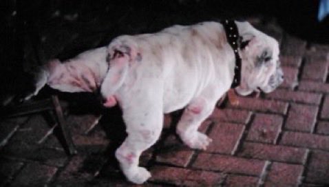 隊長8号 tweet media