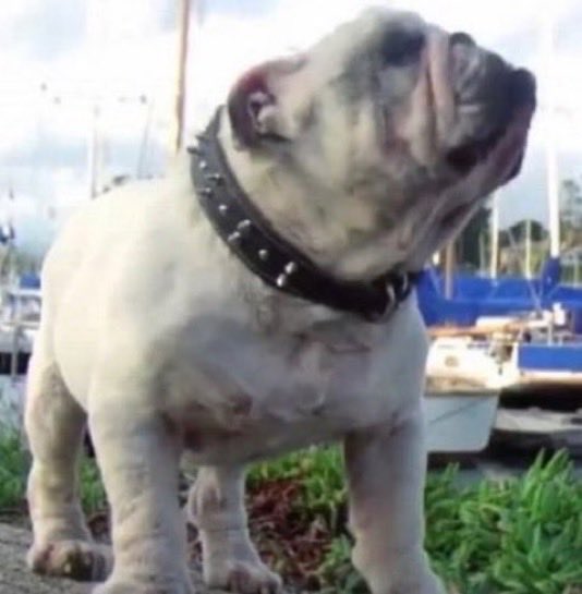 隊長8号 tweet media