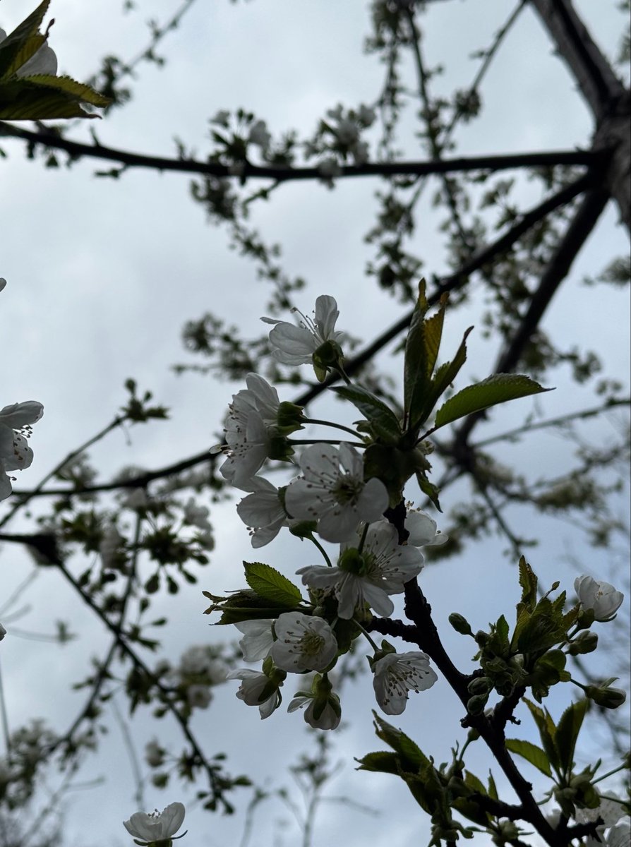 Nord🇺🇦 ᛚᛁᛏᛁᛚᚢᛁ ' ᛙ tweet media