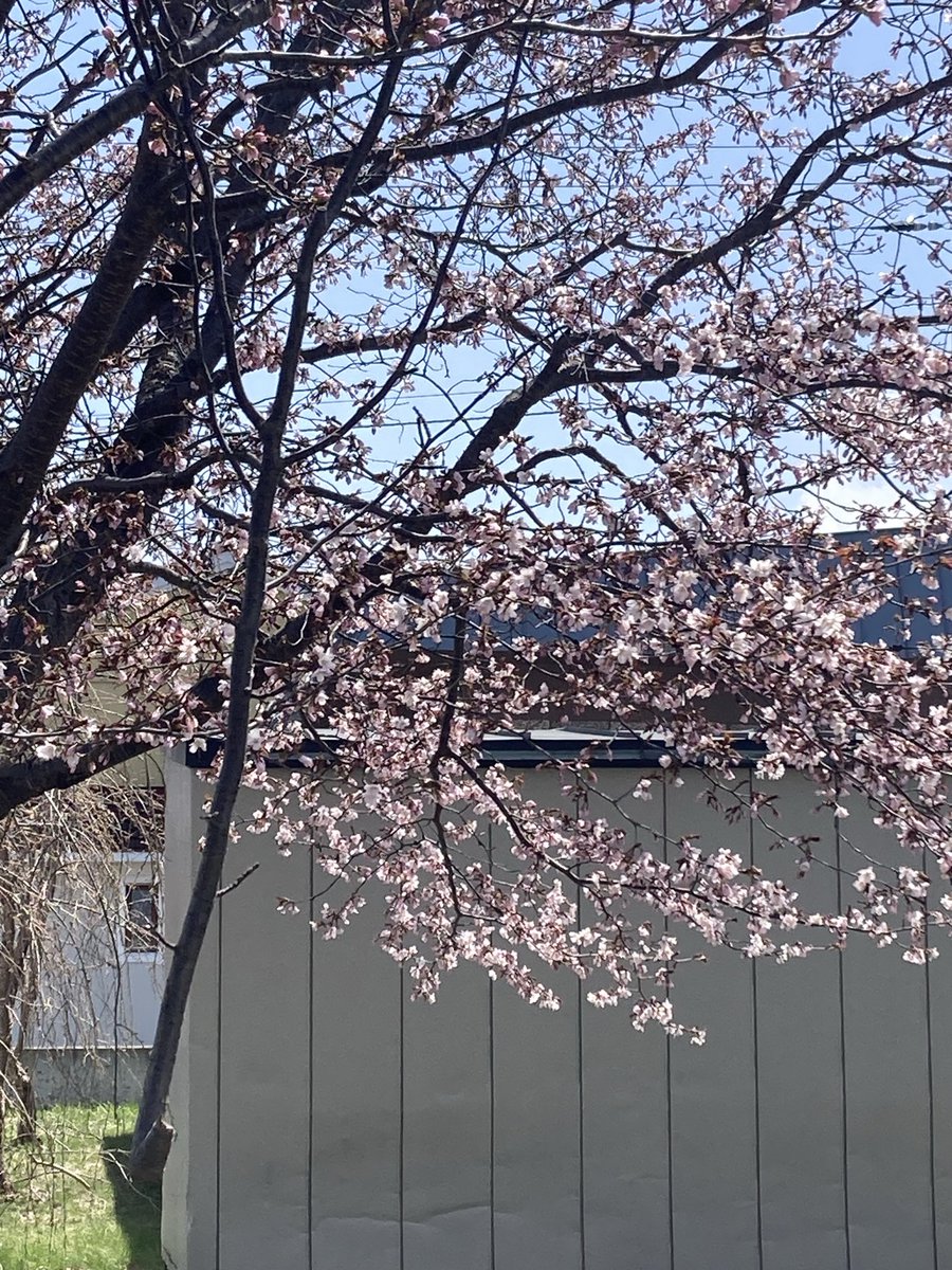 桜がついに咲き始めた！嬉しい🥰すでにだいぶ咲き進んでる木も発見🌸