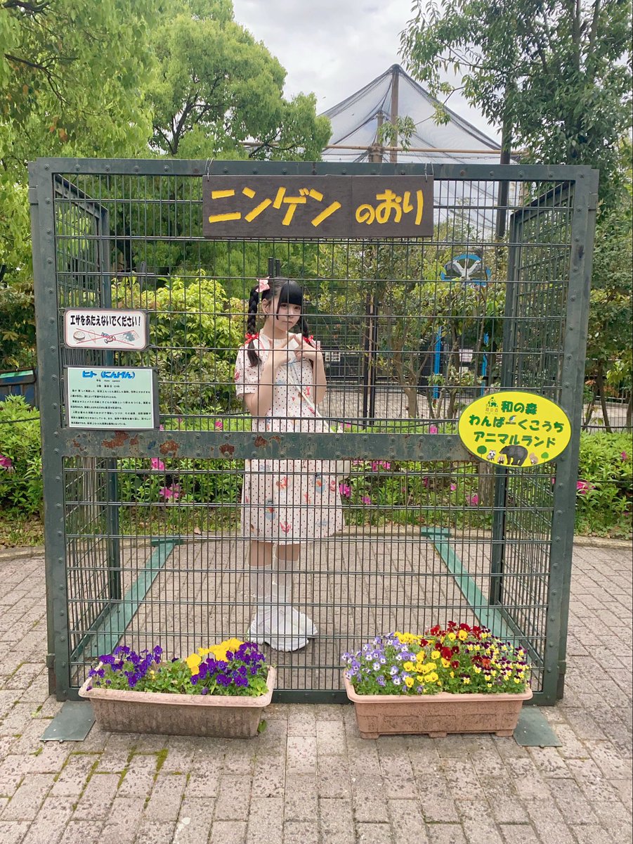 小鳥遊朱寿(たかなしすず)🐼@CandyCross tweet media