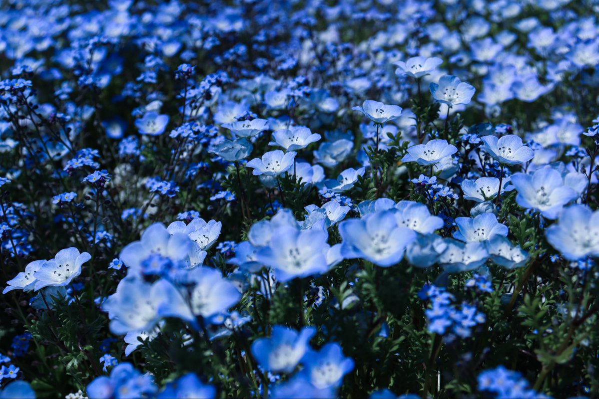 .
青い花の海が、あなたを許す

#でん同士写真部