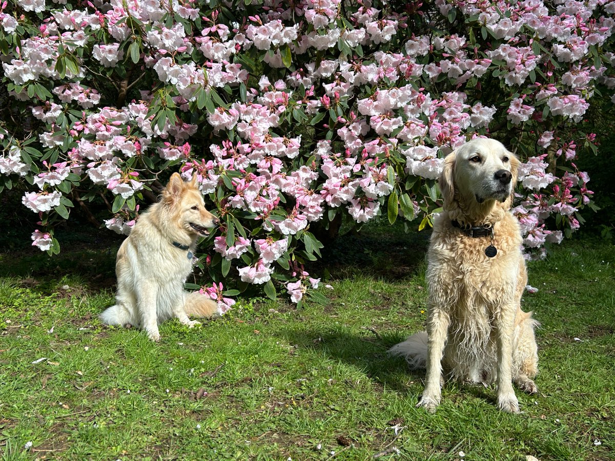 boatypat's tweet image. Plan was a scenic shoot .. two dogs side by side in front of the blossoms.. this is as good as it got .. #gsd #retriever #dogsoftwitter