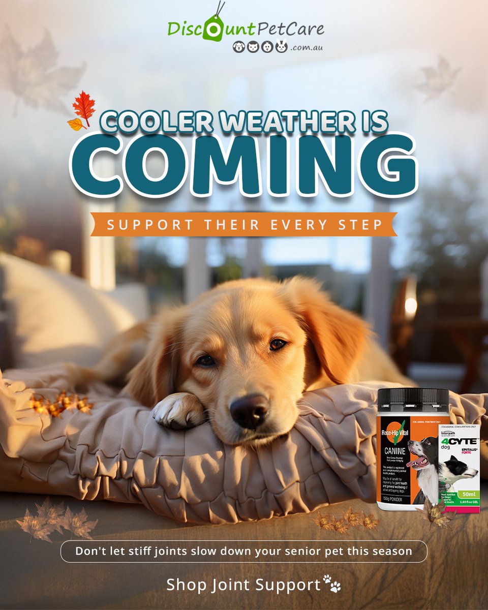 DiscPetCareAU's tweet image. Cooler days are coming 🐶❄️

Don’t let joint stiffness slow your pet down!

Support their mobility &amp;amp; comfort this season 💚

👉 Shop Now: bit.ly/4mHEE9H

#PetCare #DogHealth #JointSupport #SeniorDogs #PetWellness