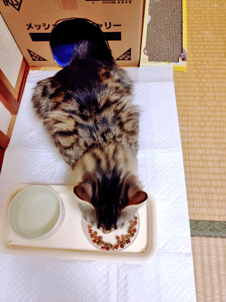 メロエ・メロエ tweet media