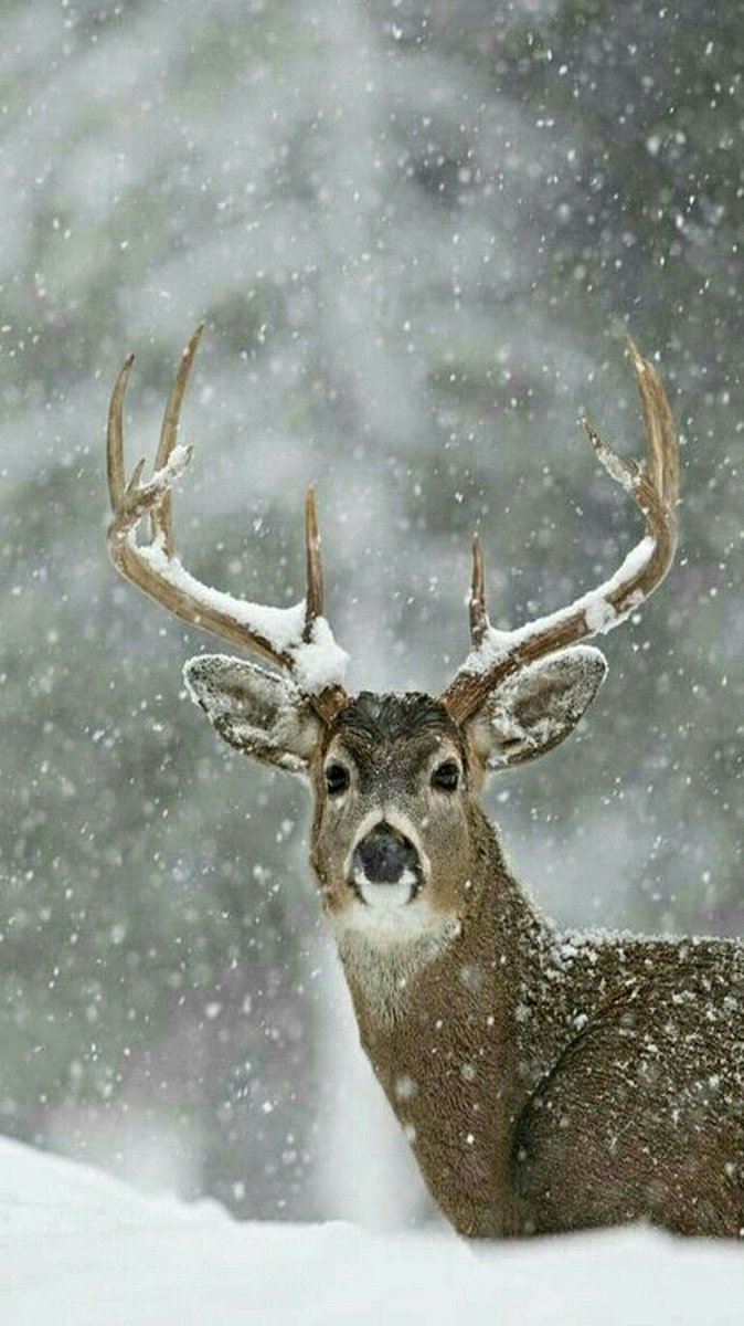 EminemShadyLtd's tweet image. Winter wonderland.

#WinterWallpaper #Wallpaper #FreeWallpaper