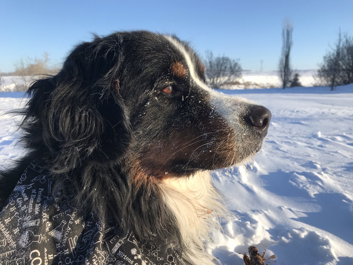 bunsenbernerbmd's tweet image. 🚨BREAKING NEWS🚨
​DOGS ARE GOOD TODAY
​
​#dogs