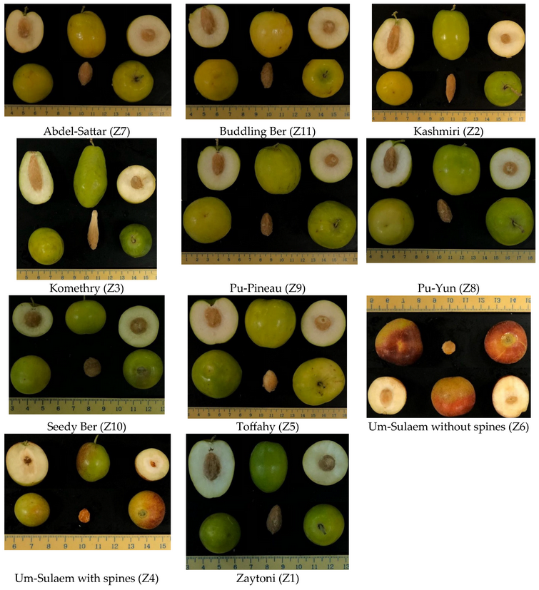 DiversityMDPI's tweet image. 🍏 Genetic Diversity and Relationships among Indian Jujube (Ziziphus mauritiana Lamk.) Cultivars Using Morphometric Characteristics, matK Barcoding, and ISSR Markers

👥 Mahmoud Abdel-Sattar et al.
🔗 Read at: brnw.ch/21x1MTY

#Genetics #Diversity #Jujube #Ziziphus
