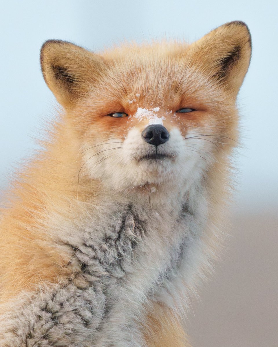 INUPHOTO tweet media