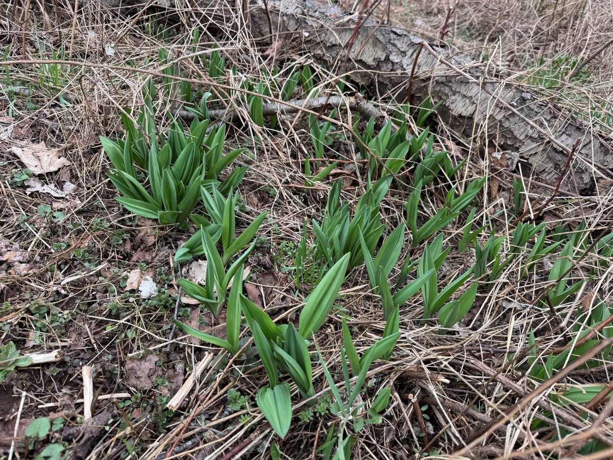 PureCatskills's tweet photo. Ramps (wild leeks) are a true Catskills spring treasure. Their bold garlic-onion flavor + vitamin C make them a favorite for cooks everywhere. If you spot them on a hike, harvest responsibly. Take only a little so they can regrow. Want to try them at home?
https://t.co/MbYRyGBZjU https://t.co/lH0wfHdrdM
