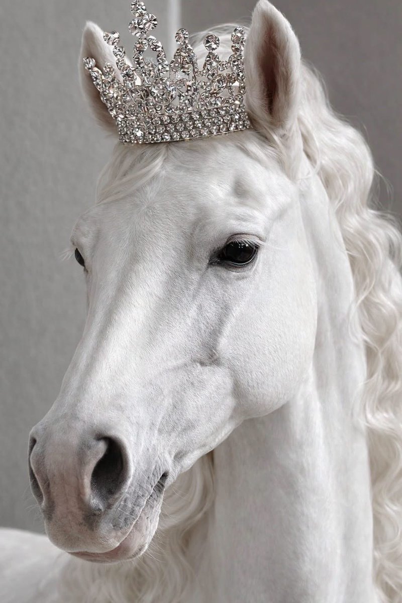 الأميـ👑ـرة tweet media