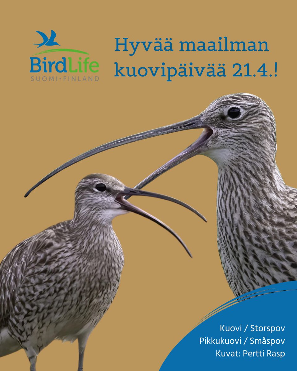 BirdlifeSuomi's tweet image. Tänään maailman kuovipäivänä on hyvä hetki muistaa maatalousympäristöjen linnustoa. Pienillä teoilla voi saada paljon aikaan. #birdlife #birdlifesuomi #wordlcurlewday #worldcurlewday2026